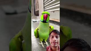 Mittu hu🤣 parrot birds cute animals parrottalking talking mitthu funny ytshorts shorts [upl. by Dajma]