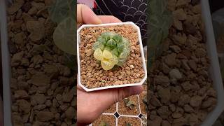 Haworthia Cooperi Plastic Skin plants haworthia succulents [upl. by Haldis]