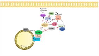 mTOR Signaling Pathway mTOR Complexes Regulation and Downstream effects [upl. by Mercy872]