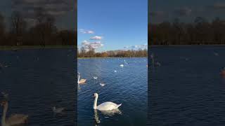 Peaceful Moments at Kensington Gardens Swans and Scenic Views Near the Royal Albert Hall [upl. by Gurolinick]