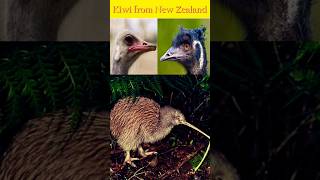 Kiwi Bird 🥝 A Closer Look 👀 animals birds kiwi [upl. by Annayrb]