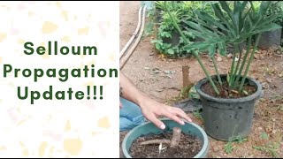 SELLOUM PROPAGATION UPDATE  GREEN YARD TV [upl. by Garges719]