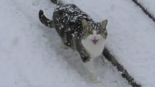 Cat In The Snow [upl. by Bledsoe]