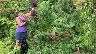 How we identify our American Elderberry cultivars Adams York and Native varieties [upl. by Nerraf]