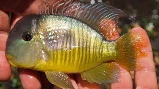 Geophagus Balzani  South American Cichlid [upl. by Iroak]