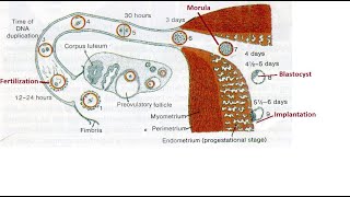 Germinal stage of developmental anatomy [upl. by Yvehc]