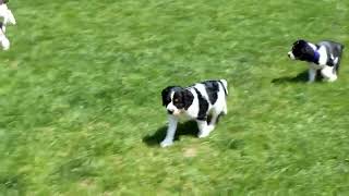 English Springer Spaniel Puppies For Sale [upl. by Ecirahs597]