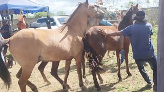 FEIRA DO CAVALO DE CAMPINA GRANDE PB 06122023 [upl. by Arahc615]