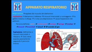 Test Medicina 2022 Biologia  Anatomia e Fisiologia degli animali e delluomo Parte 1 [upl. by Alad]