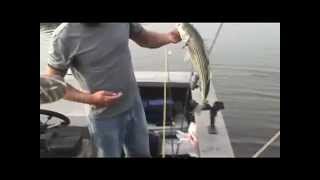 Coosa River Striper Fishing [upl. by Francene]