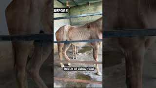 Transform your horses with Ashav Horse Feeds Call or whatsapp  91 98558 06969penduzimidaar [upl. by Atterahs]