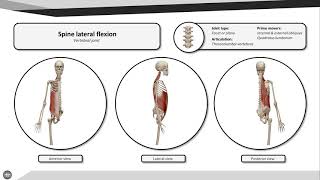 Spinal Lateral Flexion Assessment [upl. by Nahallac]