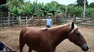 Trabalhando a mente do cavalo [upl. by Morrison]