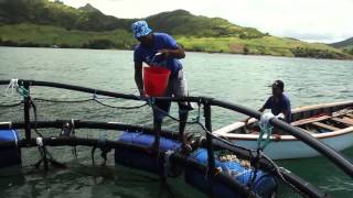 Cage construction GMP and value addition in the small scale mariculture sector [upl. by Naenej]