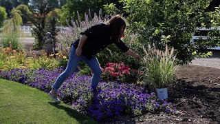 Planting 3 Beautiful Varieties of Ornamental Grass 🌾🌾🌾  Garden Answer [upl. by Inalej]