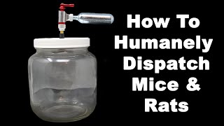 How To Humanely Dispatch Invasive Mice amp Rats Mousetrap Monday [upl. by Bobbi]