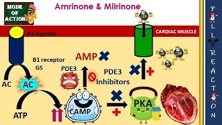 PDE3 Inhibitors MOA Cardiotonic Inhibits Platelet Aggregation Adverse effects [upl. by Bunch]