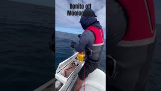 Bonito off Mooloolaba jetskifishing fishing bonito [upl. by Nevile]