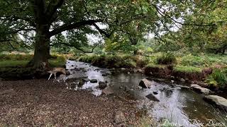 Bradgate Park Leicester [upl. by Gauthier618]