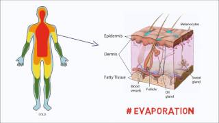 How our Bodies control Temperature [upl. by Vorfeld]