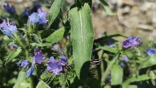 Lisičina Echium Vulgare [upl. by Sapphera]