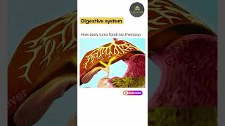 Human  Digestive system learn biology online shorts science [upl. by Gairc]