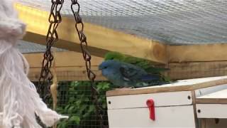 Lineolated Parakeet in my outdoor aviary [upl. by Celesta211]