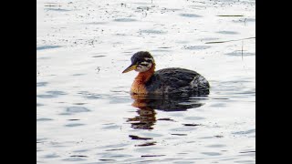 Rednecked Grebe Freiston Shore RSPB Lincolnshire 131024 [upl. by Dalt]