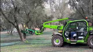 Applicazione kit scuotitore con Testata SPARE B2 su Merlo  Raccolta olive [upl. by Sada453]