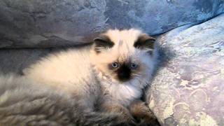 Chatons himalayen [upl. by Katha]