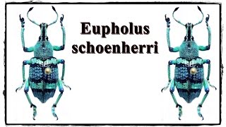 Eupholus schoenherri  Präparation  Mounting [upl. by Adarbil]