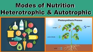 Modes of Nutrition  Heterotrophic amp Autotrophic  Biology  Science  Letstute [upl. by Anaj]