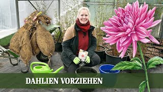 Dahlien vorziehen  So macht man es richtig [upl. by Egroj]