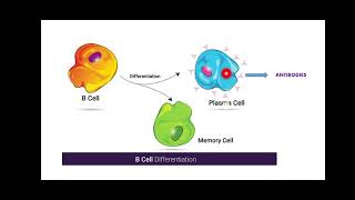 Clonal Selection Theory [upl. by Lantha]