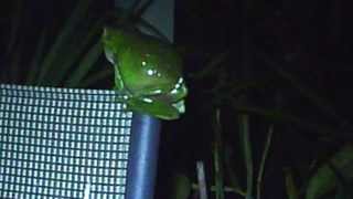 Litoria caerulea  Green Tree Frog  male calling [upl. by Wilbur]