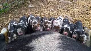 Kune piglets nursing [upl. by Jolda900]