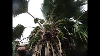 Pritchardia Fiji Fan Palm with seeds [upl. by Dirrej]