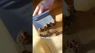 💰 BROWN SACCHETTI 💰 pasta pastarecipes pastalover freshpasta asmr cooking italianfood [upl. by Nedroj]