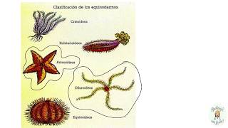 Los equinodermos Características generales [upl. by Alket]