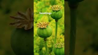 Seedlings Seed germination moon phases [upl. by Ada]