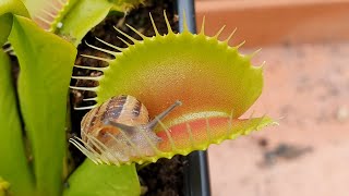 Snail vs Venus Flytrap Carnivorous Plant [upl. by Niassuh875]