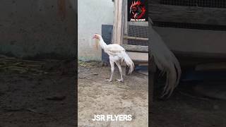 ❤️‍🔥JSR FLYERS 6kg lineage pure white patta sale 🔥peruvedai kattuseval sandaikozhi sevalkattu [upl. by Enirehs]