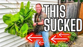 The Secret To Moving XL Perennial Plants [upl. by Lavina]