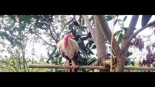 Hoabachthuy đang phát trực tiếpLongtailed ornamental chicken unique in the world p1 [upl. by Adallard]