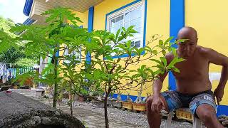 Bonsai Kalumpit Prunning [upl. by Namyw]