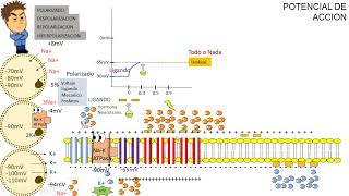 FISIOLOGÍA Clase 4 POTENCIAL DE ACCION [upl. by Allicirp945]