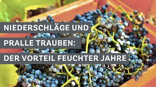 Saftige Aussichten Volle Trauben im Bopparder Hamm 🍇🍷 [upl. by Langsdon]