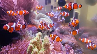 The Clownfish Ecosystem AMAZING NO WATER CHANGE amp No Filter Aquarium Tour [upl. by Arikahc]