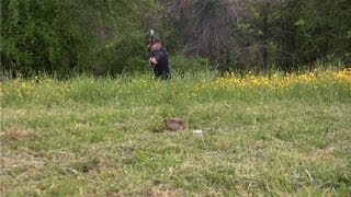 Bowhunting Groundhogs III [upl. by Irot604]