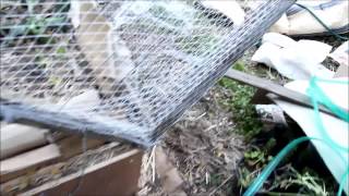 Possum Proof Raised Garden Bed With Easy Access [upl. by Hgielak]